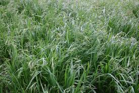 brome