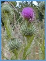 bull thistle