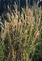 california melicgrass
