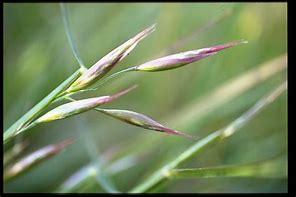 california oatgrass