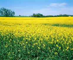 canola