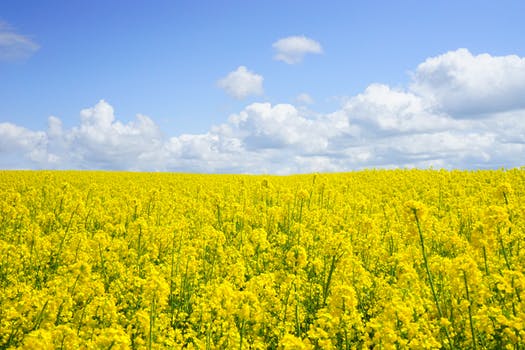 canola