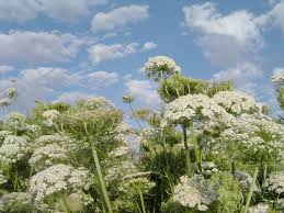 carrot flowers