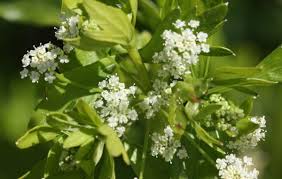 celery flowers