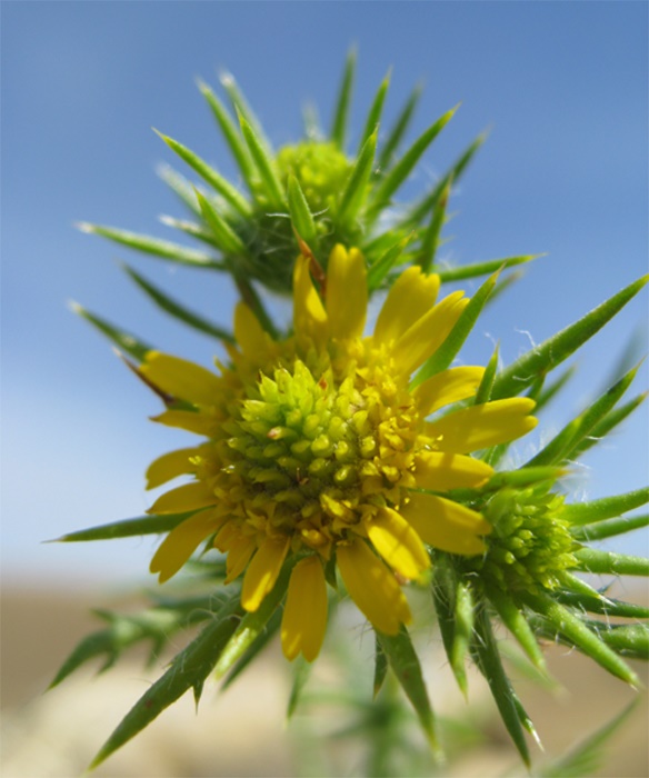 Common Spikeweed