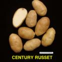 Century Russet