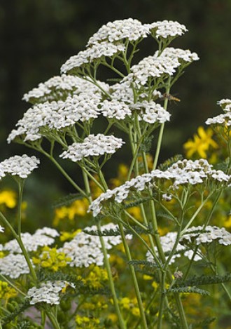 common yarrow