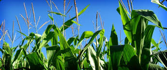 corn flowers