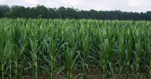 corn field