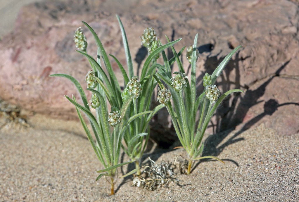 desert plantain