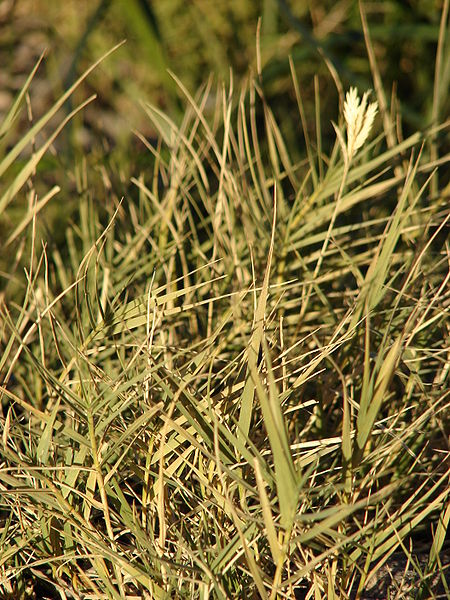 Desert Saltgrass