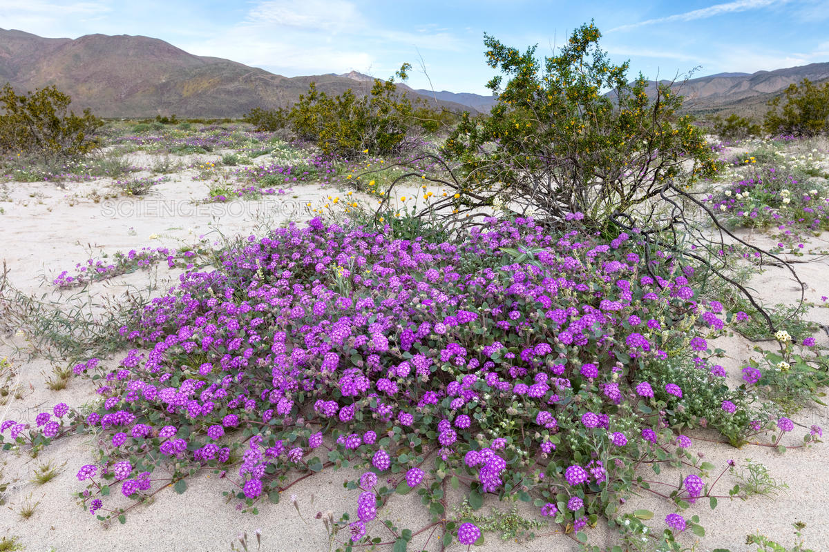 Desert Sand-Verbena