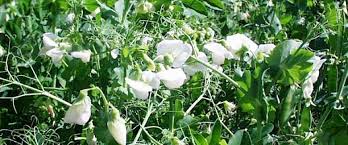 fieldpea