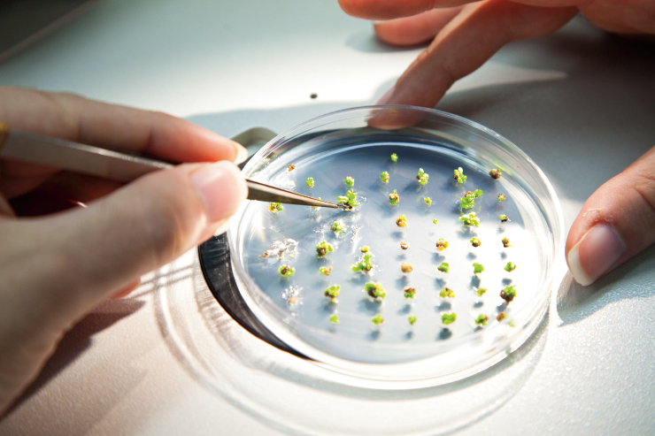 seed germination