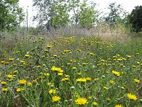 great valley gumweed