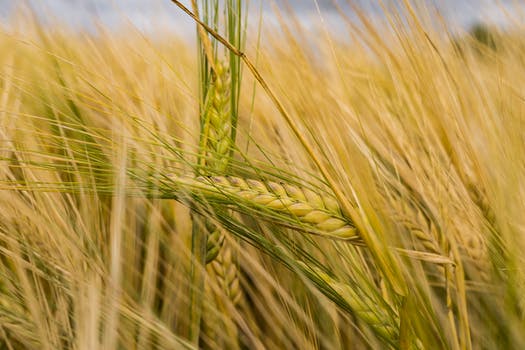 wheat
