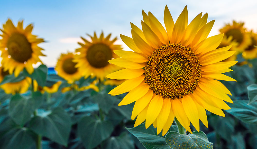 sunflower