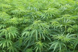 hemp
