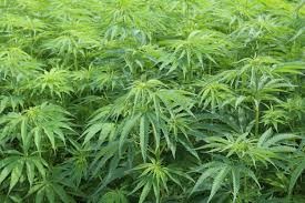 hemp