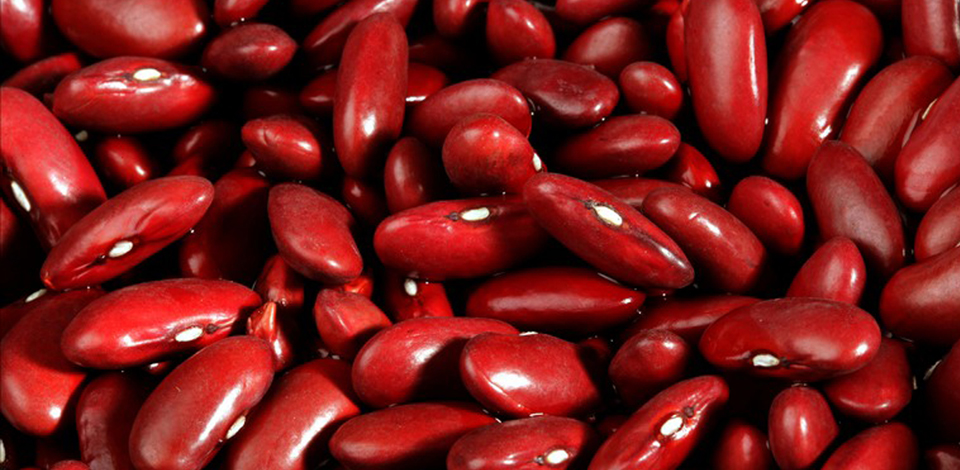 kidney bean