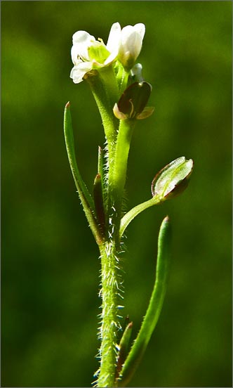Shining Pepperweed