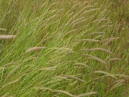 Meadow Barley