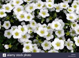 meadow foam