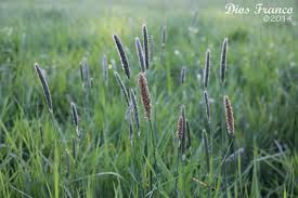 meadow foxtail