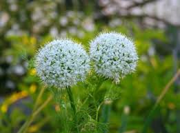 onion flowers