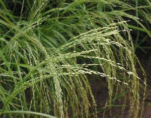 plains lovegrass