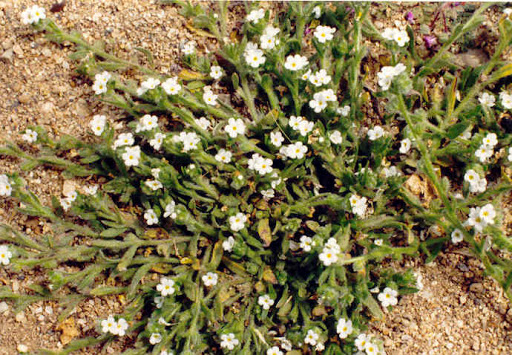 popcorn flower
