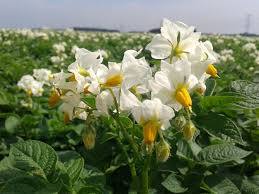 potato flowers