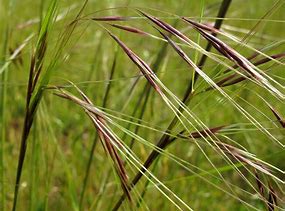 purple needlegrass