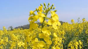rape flowers