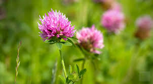 red clover