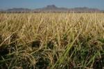 rice field
