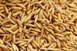 rice seed