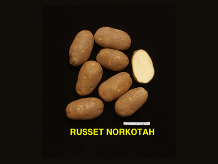 Russet Norkotah