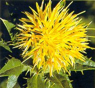 safflower