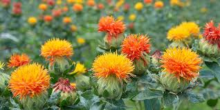 safflower