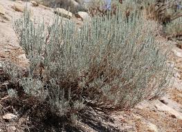 sagebrush