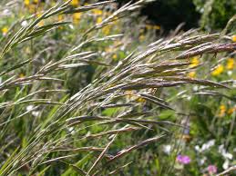 seaside brome