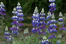 sky lupine