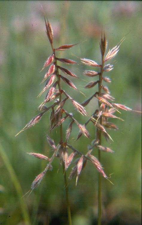 small fescue