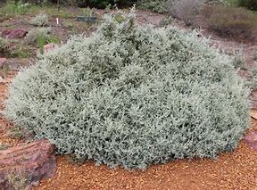 spiney saltbush