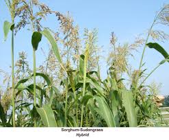 sudangrass