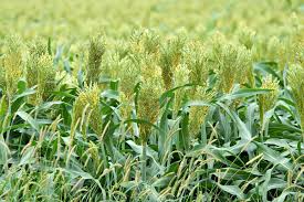 sudangrass
