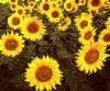sunflower field