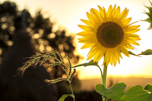 sunflower field