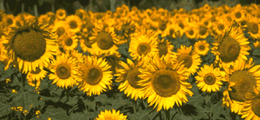 sunflower field